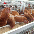 Hühnerstall-Batteriekäfig mit 4 Reihen für Tansania-Geflügelfarm
